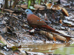 Image of Blue-headed Wood Dove