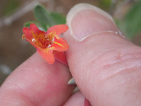 Image of Clinopodium breviflorum (Benth.) Govaerts