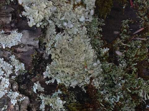 Image of Showman's hypotrachyna lichen