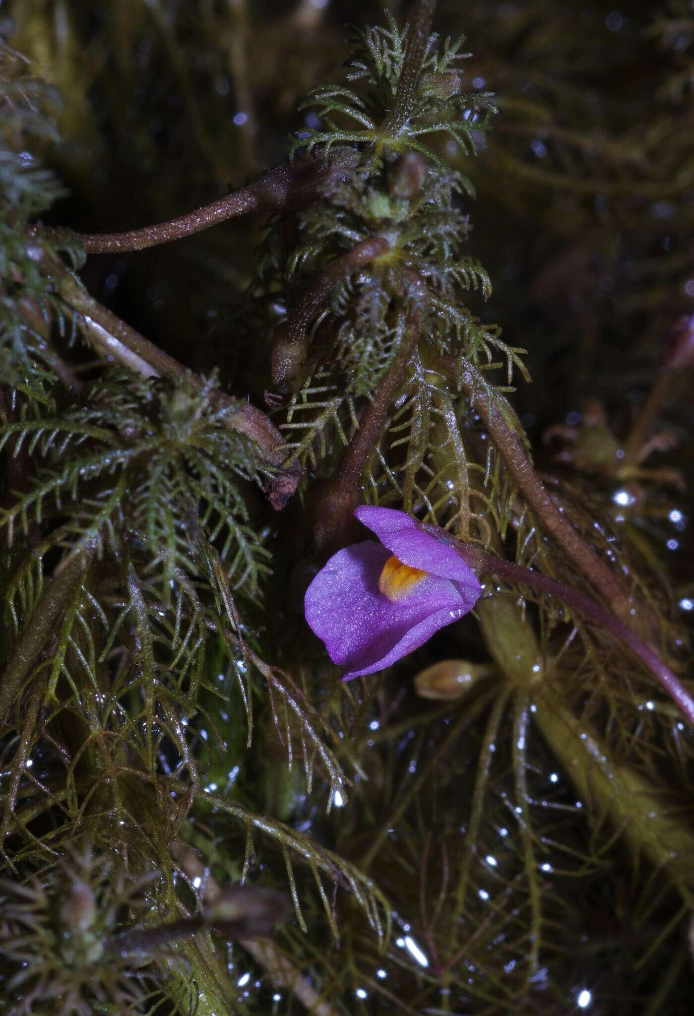 Слика од Utricularia hydrocarpa Vahl