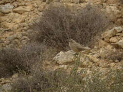 Image of Arabian Babbler