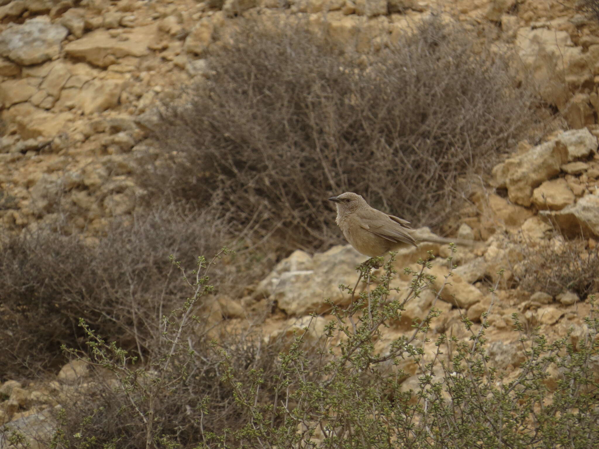 Image of Arabian Babbler