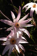 Image of Knowltonia tenuifolia (L. fil.) Mosyakin