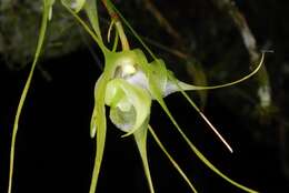 Imagem de Aeranthes caudata Rolfe