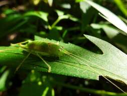 Image of southern oak bush-cricket