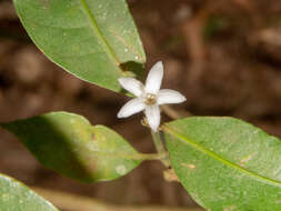 Image of Psychotria suterella Müll. Arg.