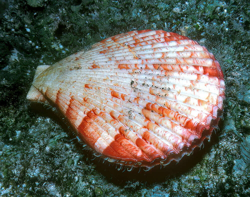 Image of Anguipecten superbus (G. B. Sowerby II ex Reeve 1842)