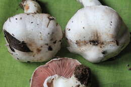 Image of Agaricus pseudopratensis (Bohus) Wasser 1976