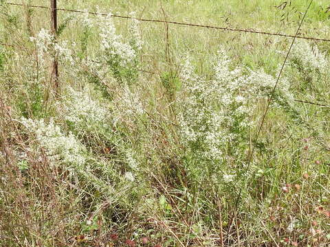 Image of hyssopleaf thoroughwort