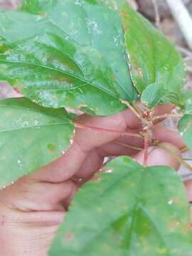 Image de Alchornea laxiflora (Benth.) Pax & K. Hoffm.