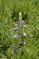 Image of Illinois ticktrefoil