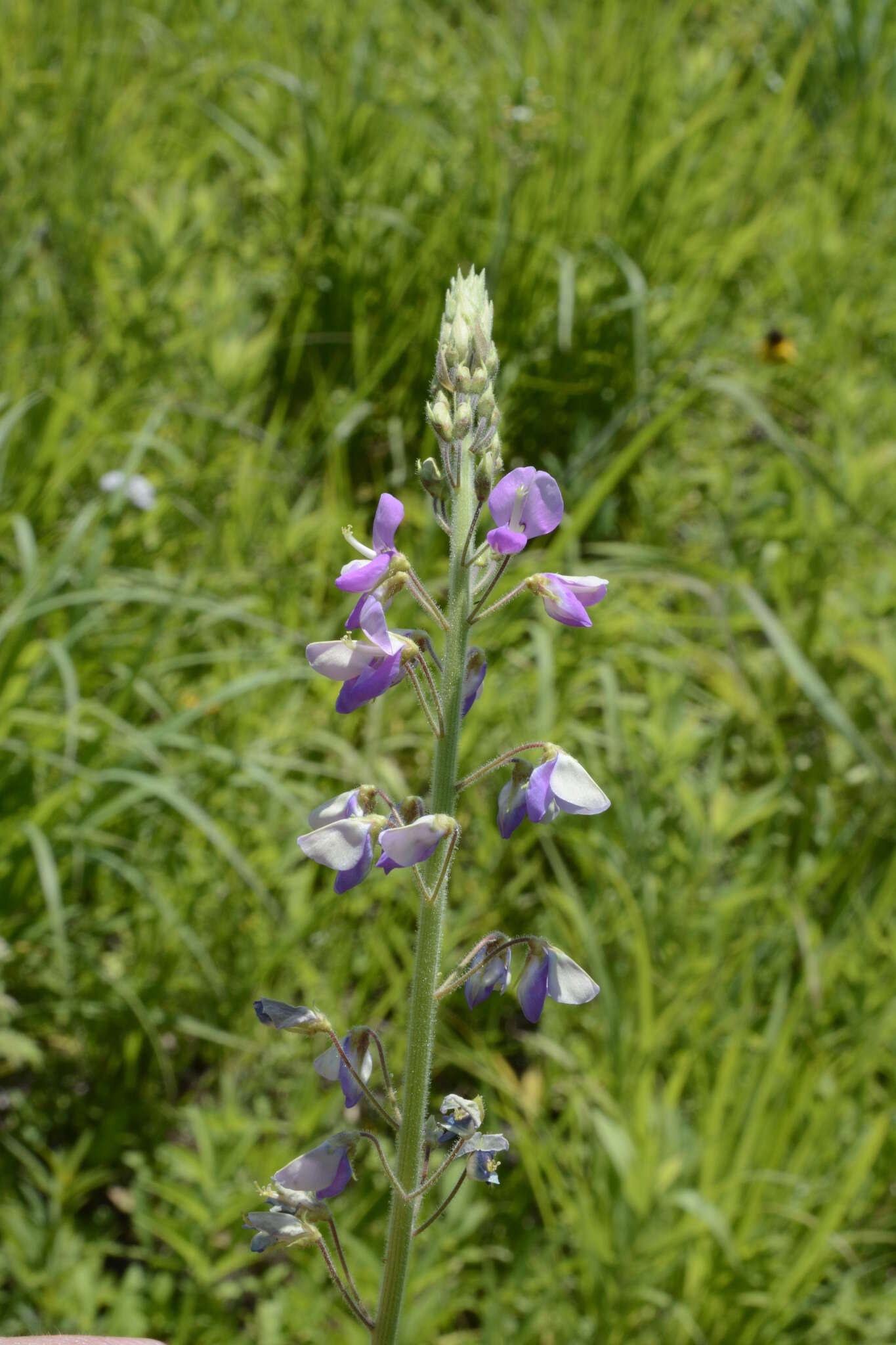 Image of Illinois ticktrefoil