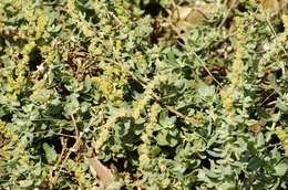 Image of Atriplex glauca subsp. ifniensis (Caball.) S. Rivas-Martínez et al.
