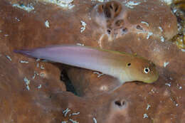 Image of Black-spot eye-lash blenny