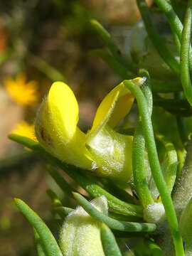 Image of Aspalathus burchelliana Benth.