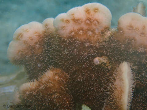 Image of Cactus Coral