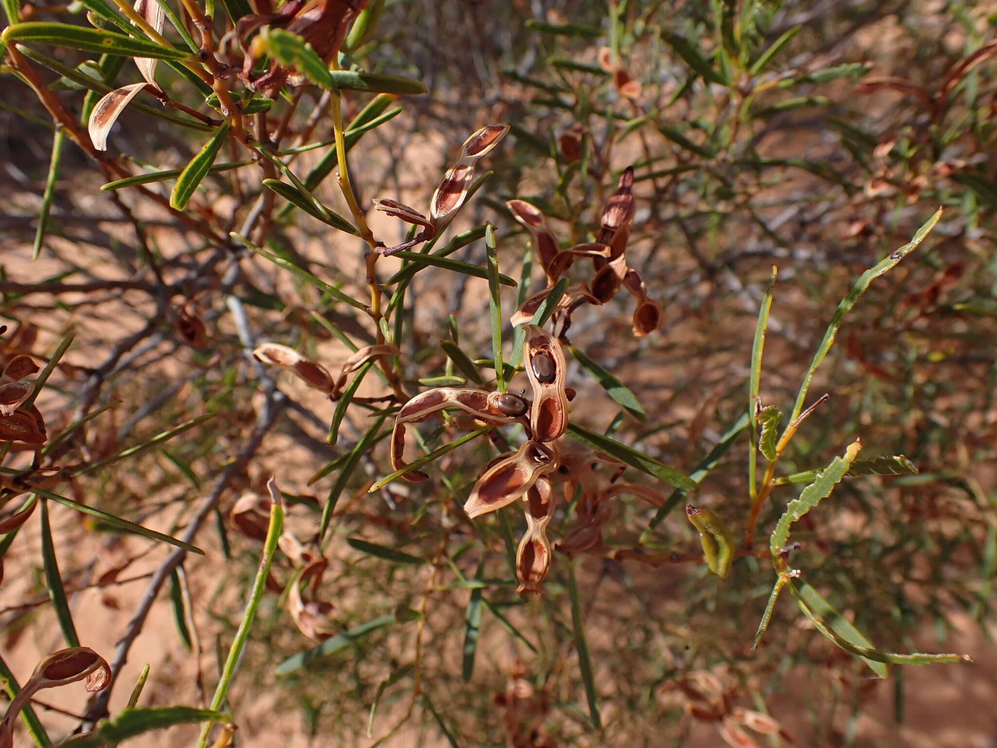 Image of acacia