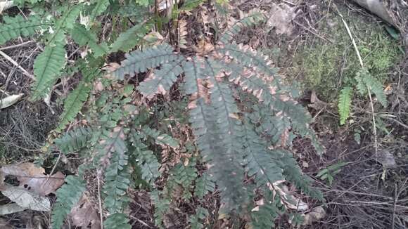 Image of rough maidenhair