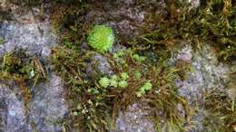 Image of Pinguicula crassifolia S. Zamudio