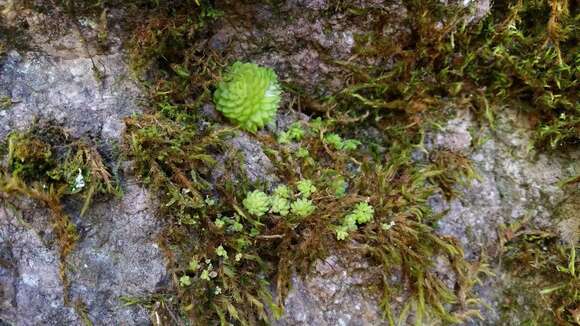 Image de Pinguicula crassifolia S. Zamudio