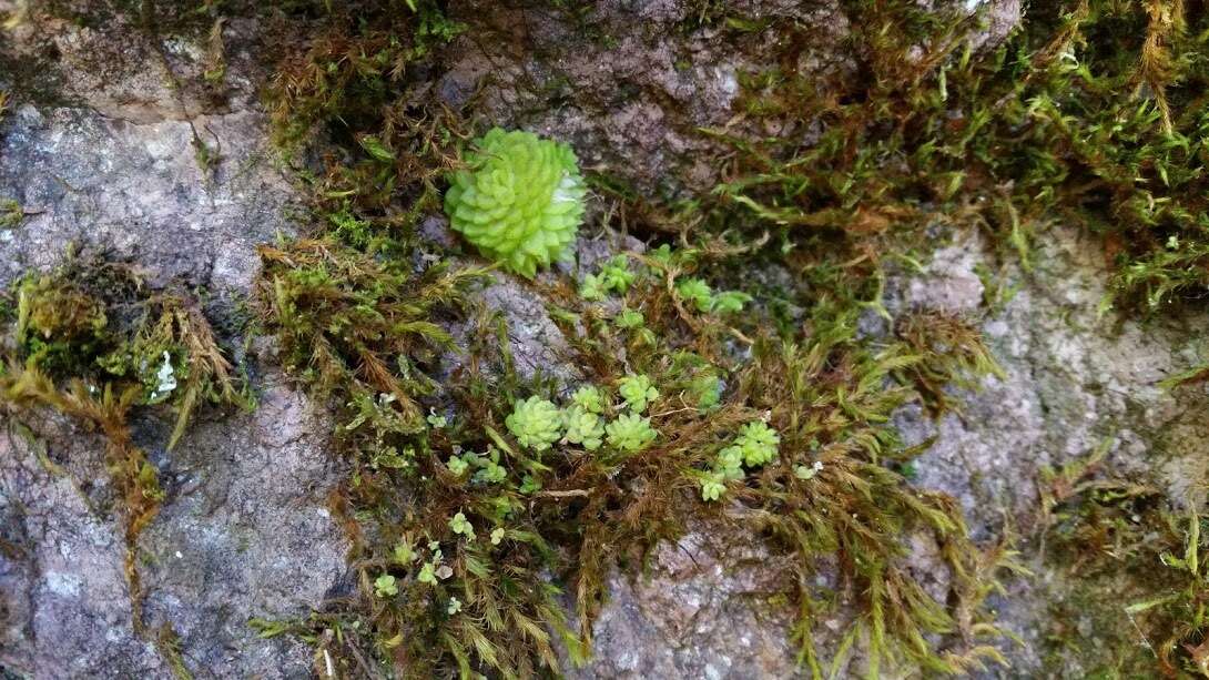 Image of Pinguicula crassifolia S. Zamudio