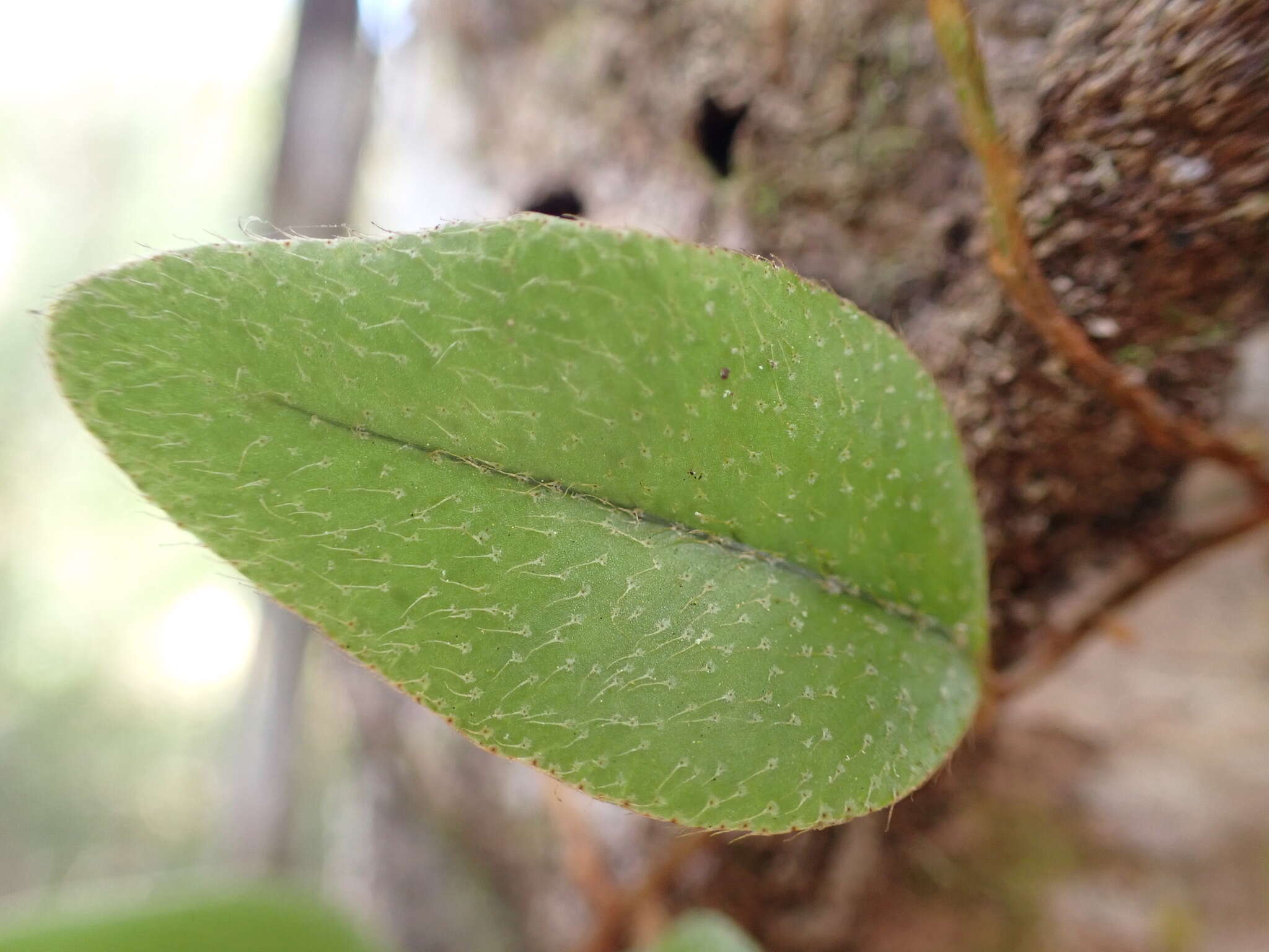 Microgramma piloselloides (L.) Copel.的圖片