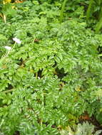 Image of Angelica pachycarpa Lange