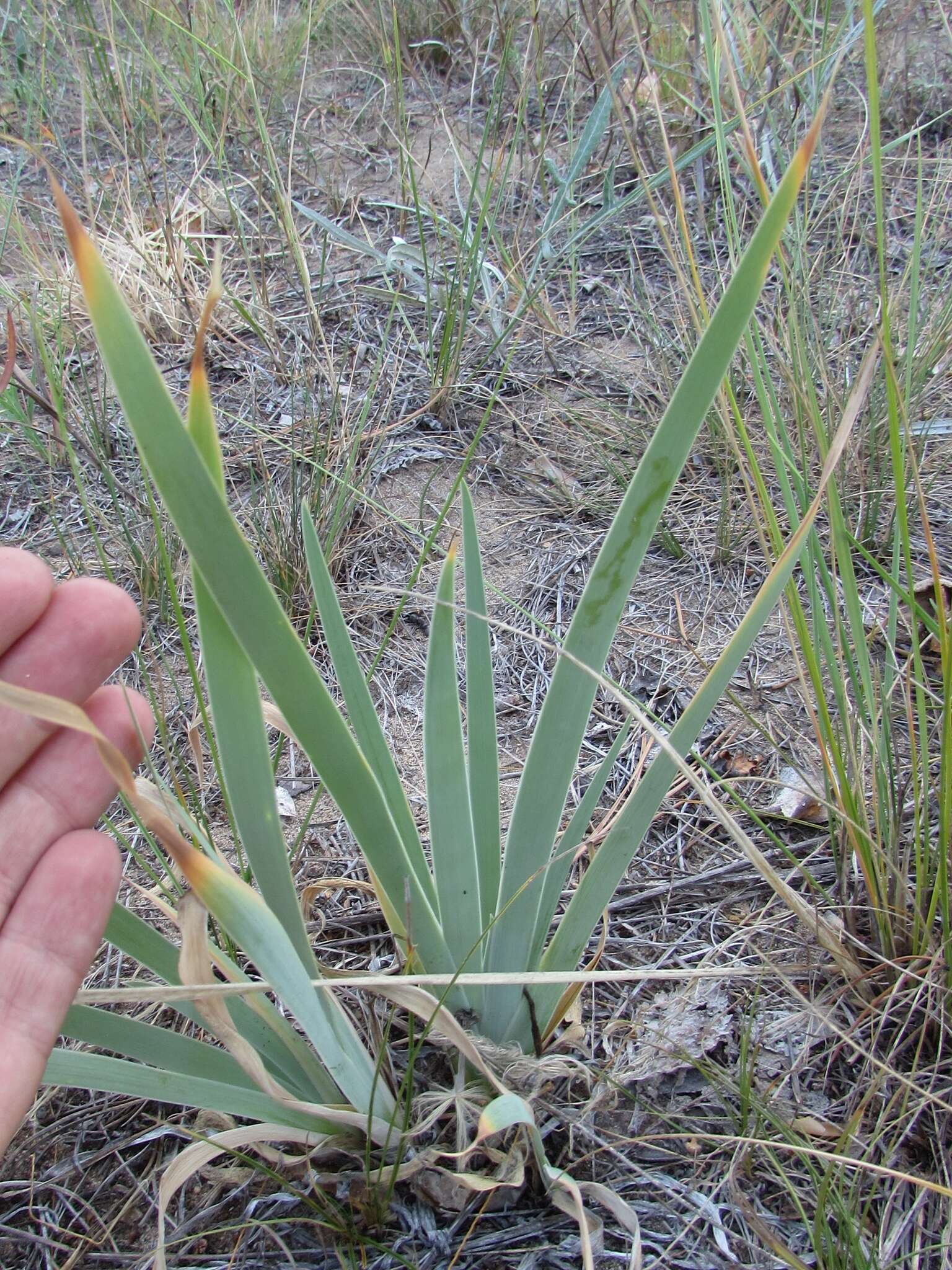 Image of Iris glaucescens Bunge