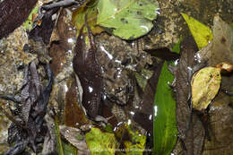 Limnonectes taylori Matsui, Panha, Khonsue & Kuraishi 2010的圖片