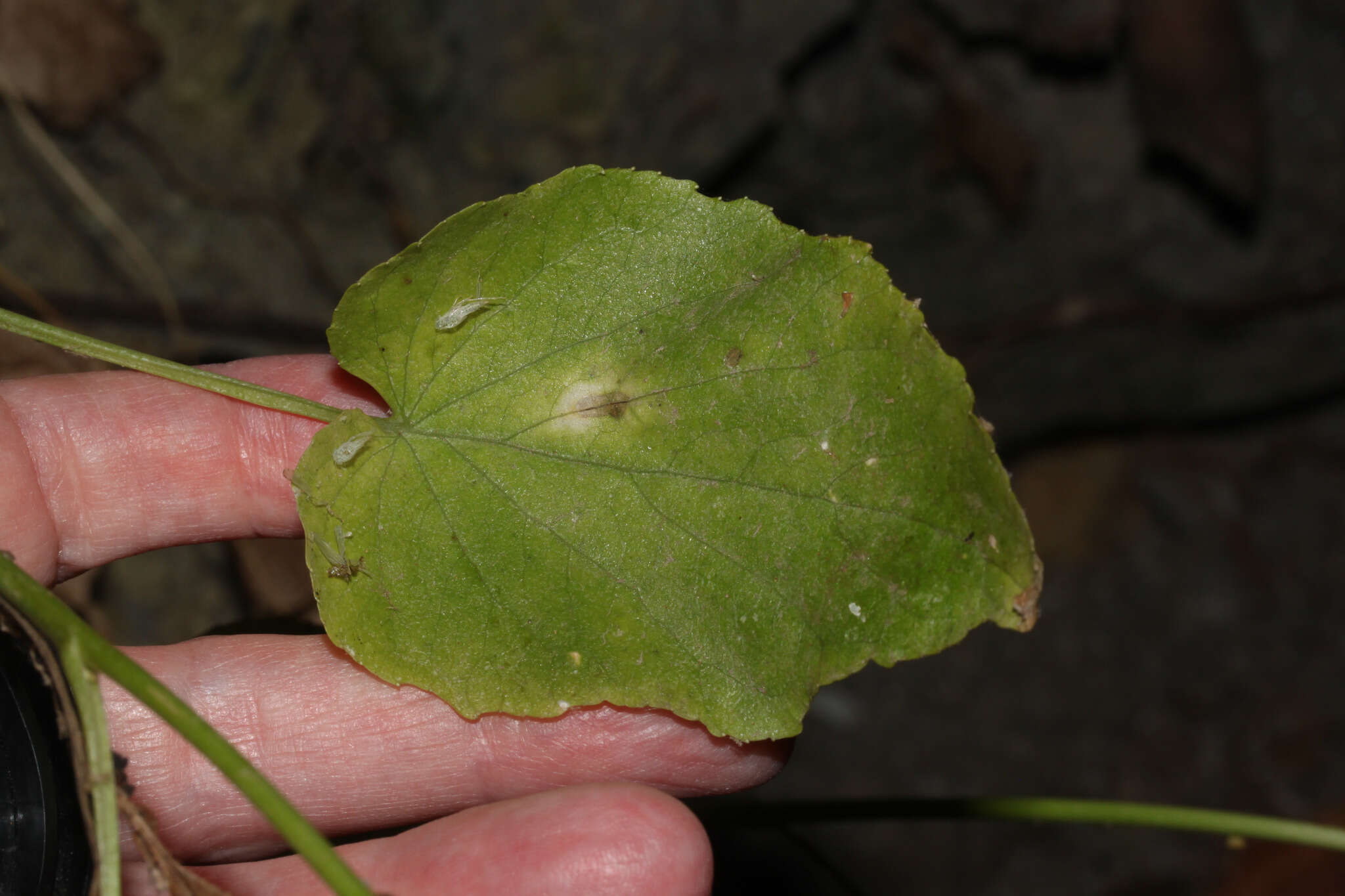 Image of Campanula cretica (A. DC.) D. Dietr.