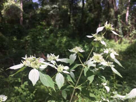 Image of White-Leaf Mountain-Mint