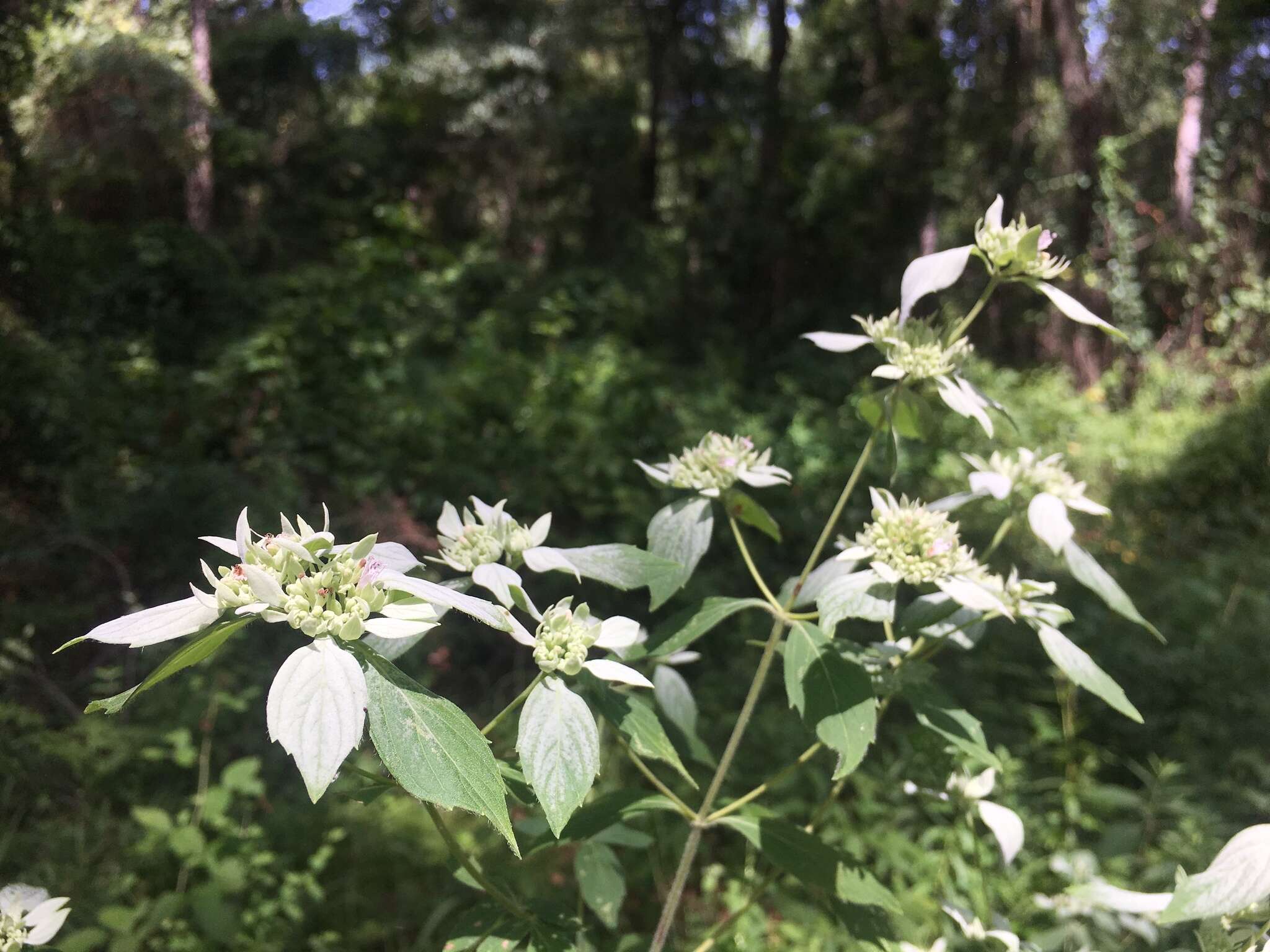 Image of White-Leaf Mountain-Mint