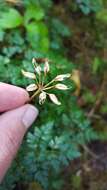 Image of Fern-Leaf Goldthread