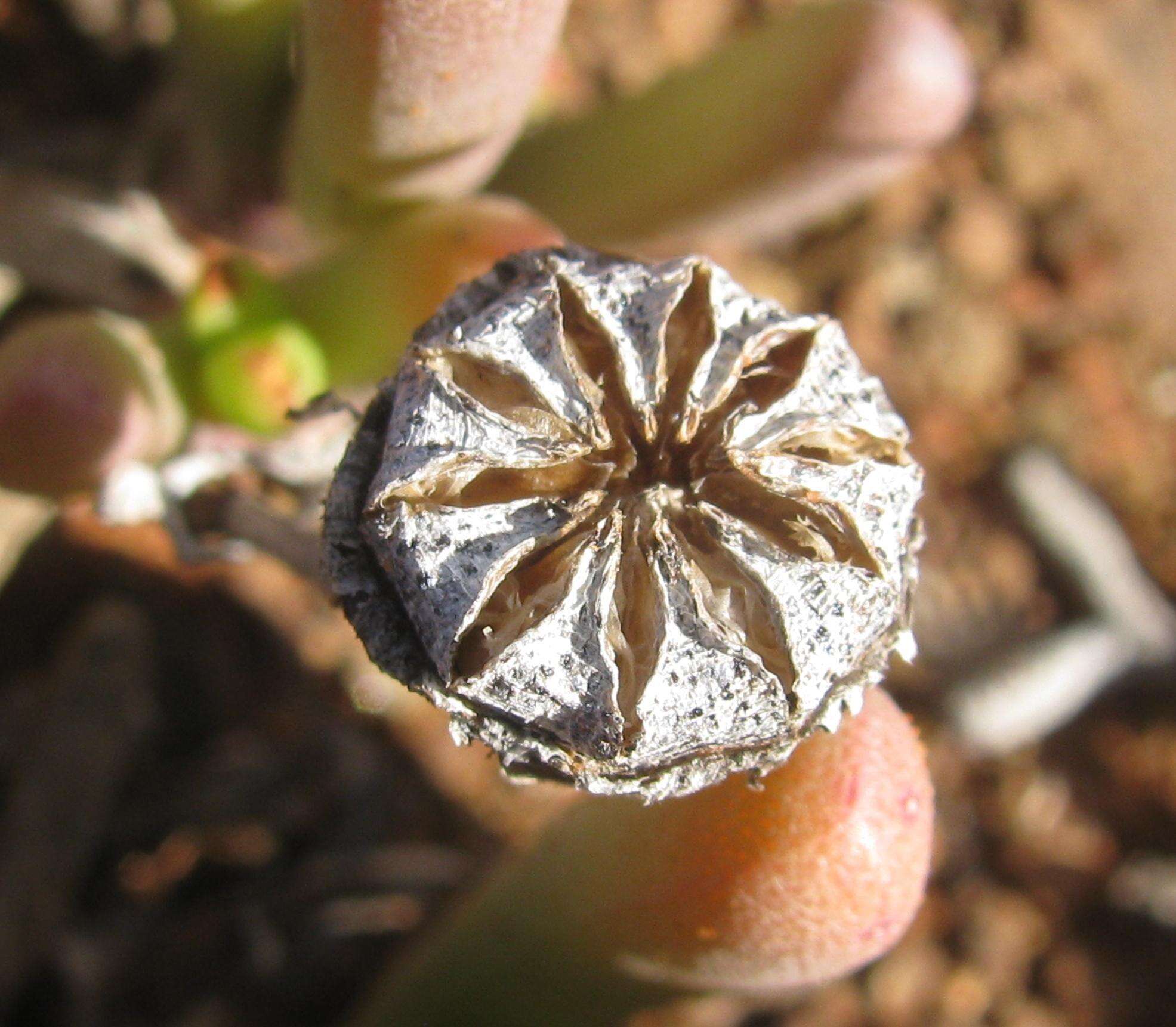 Image of Cephalophyllum framesii L. Bol.