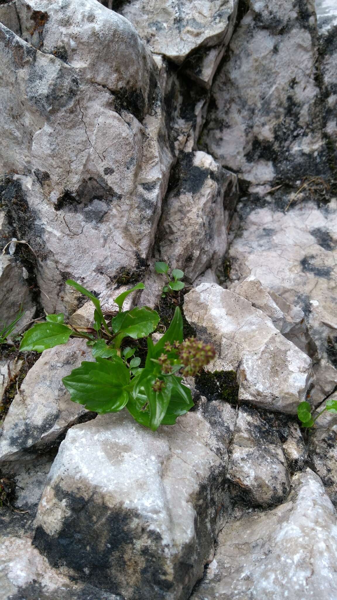 Image de Valeriana elongata Jacq.