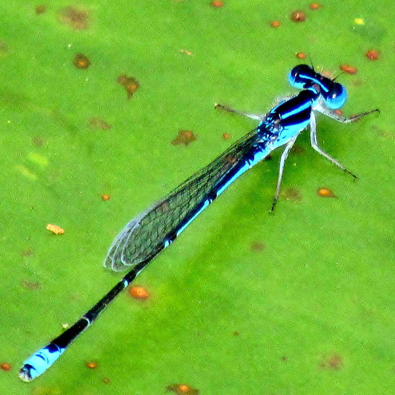 Image of Black-tailed Bluet