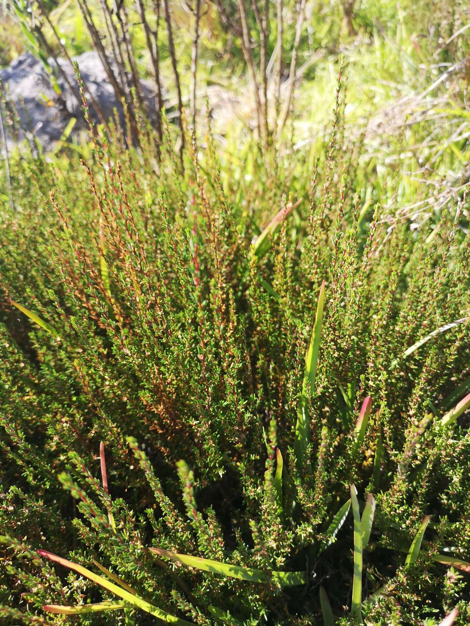 Image of Cliffortia ericifolia L. fil.