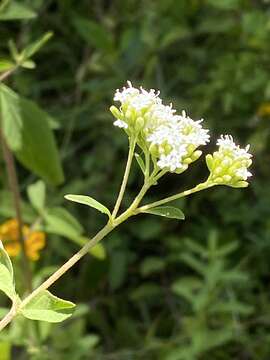 Image de Stevia ovata Willd.