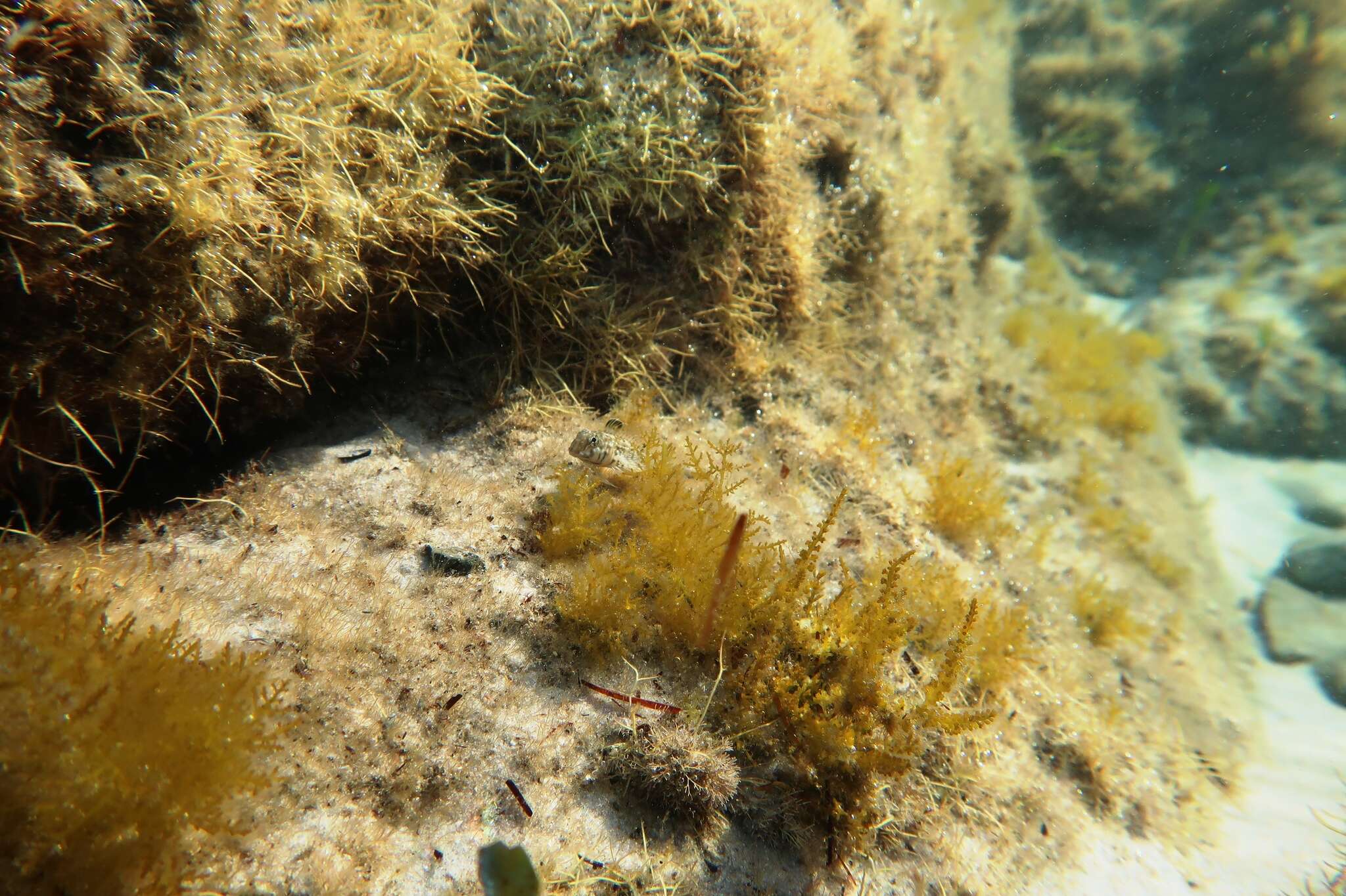 Image of Western Jumping Blenny