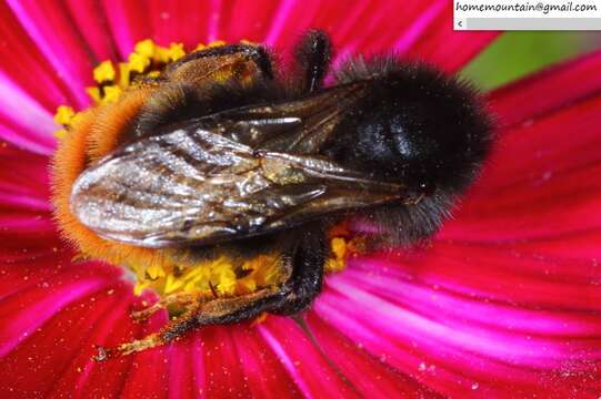 Слика од Bombus coreanus (Yasumatsu 1934)