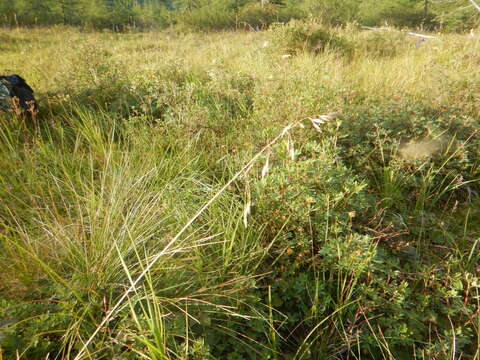 Image of Altai fescue