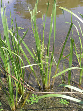 Imagem de Sparganium eurycarpum subsp. coreanum (H. Lév.) C. D. K. Cook & M. S. Nicholls