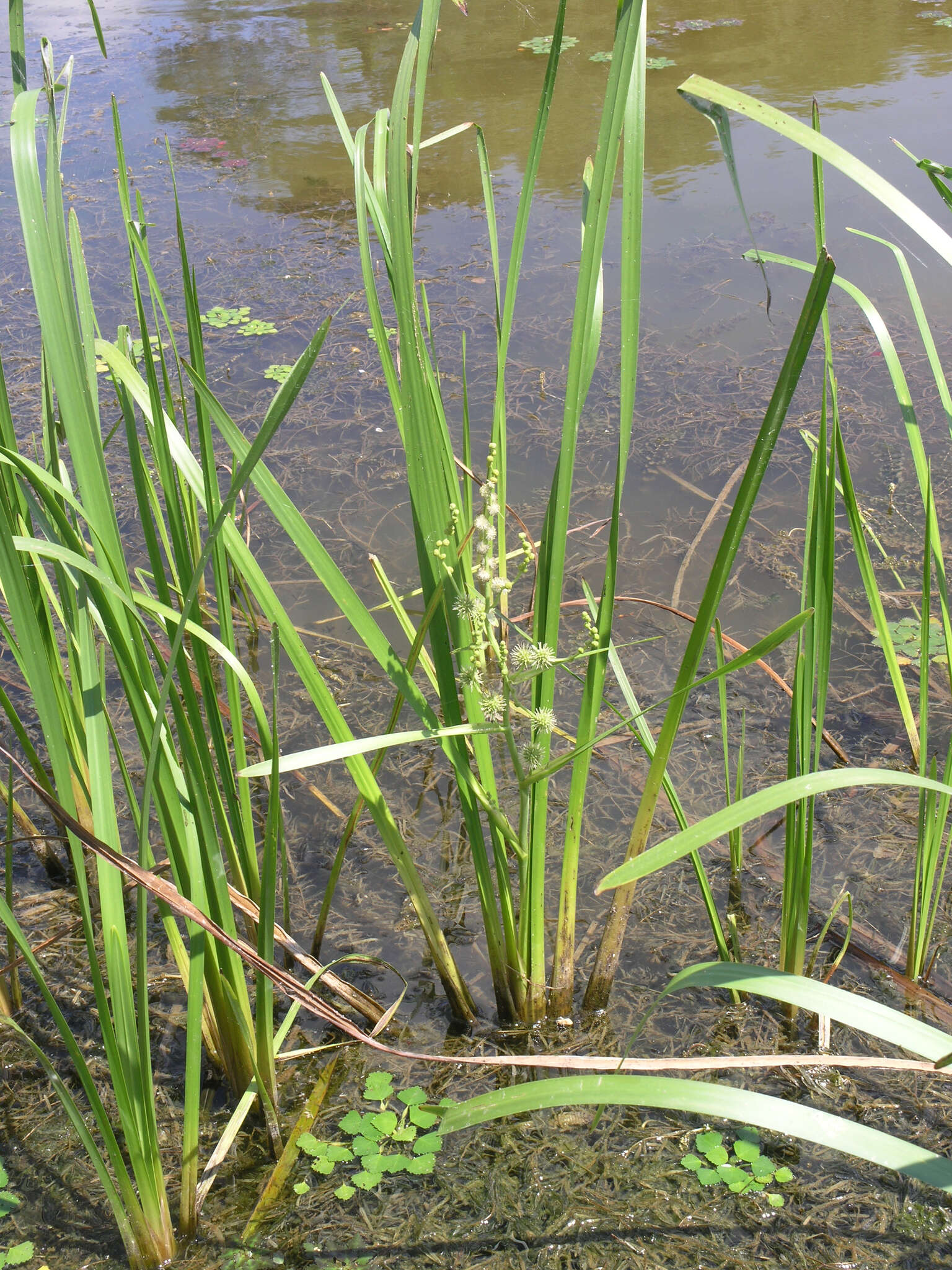 Image of Sparganium eurycarpum subsp. coreanum (H. Lév.) C. D. K. Cook & M. S. Nicholls