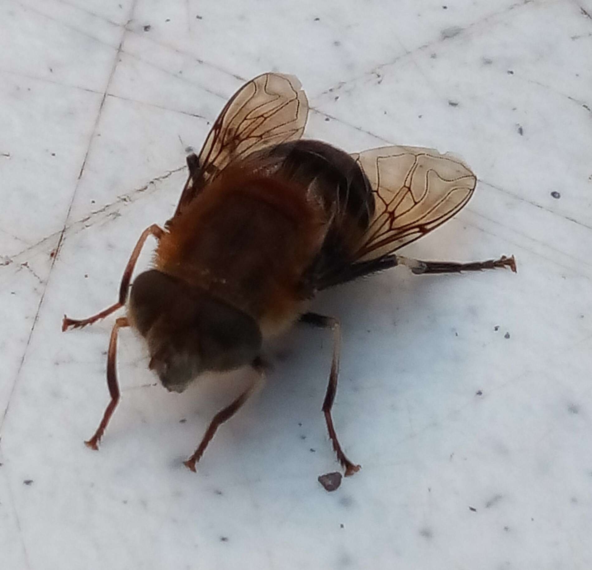 Image of Eristalis circe Williston 1891