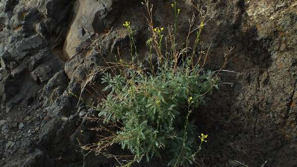 صورة Descurainia millefolia (Jacq.) Webb & Berthel.