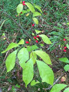 Image of northern spicebush