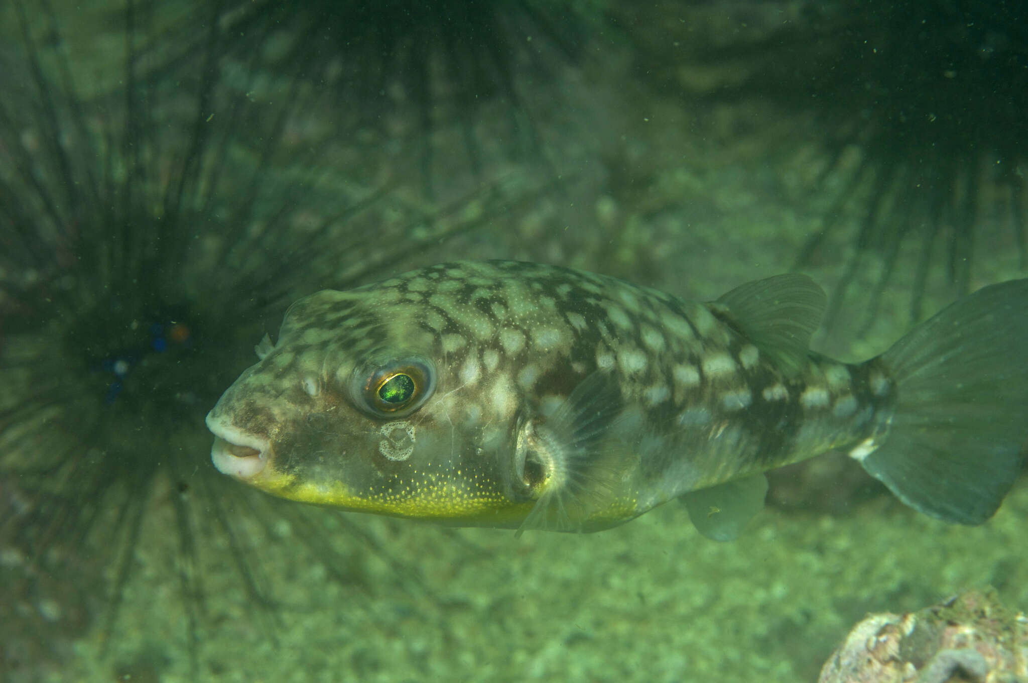 Image of Gangetic pufferfish