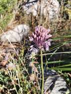 Image of Allium multiflorum Desf.