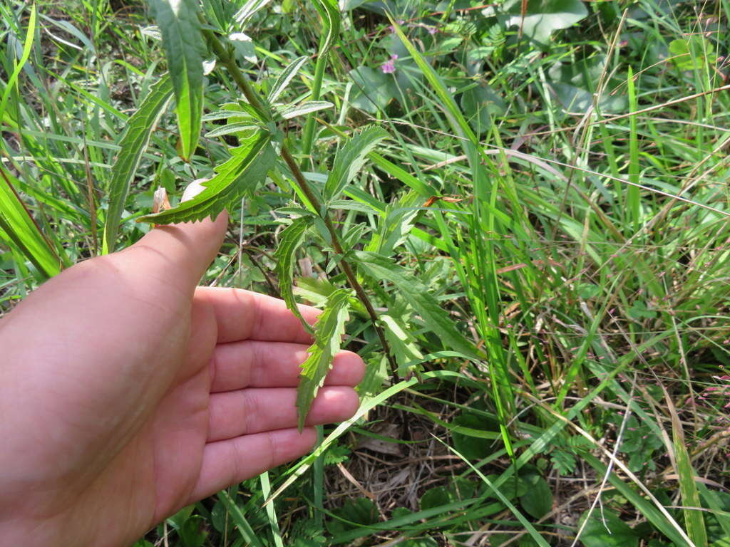 Image of tall thoroughwort