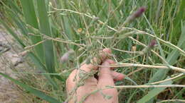 Image of Lactuca dregeana DC.